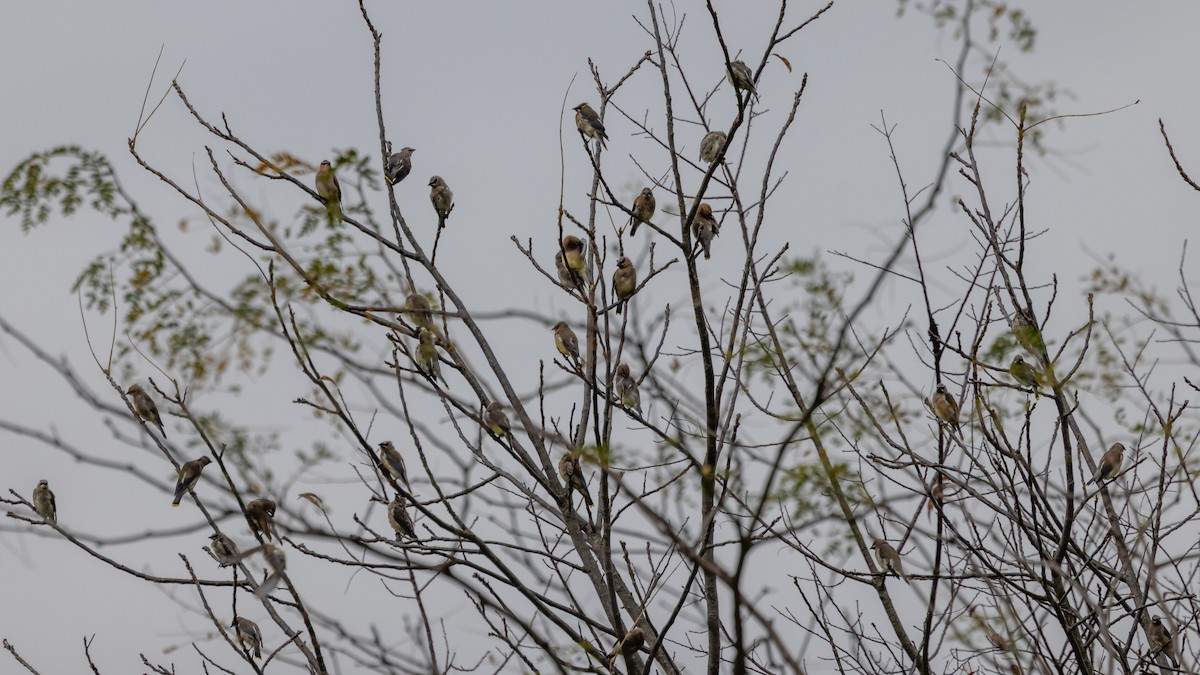 Cedar Waxwing - ML643319691