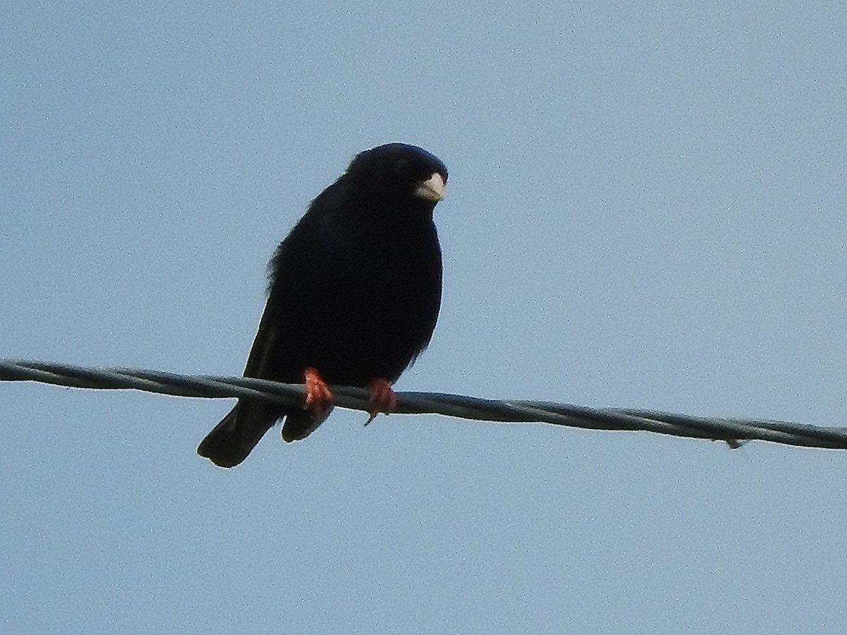 Village Indigobird - ML643319700