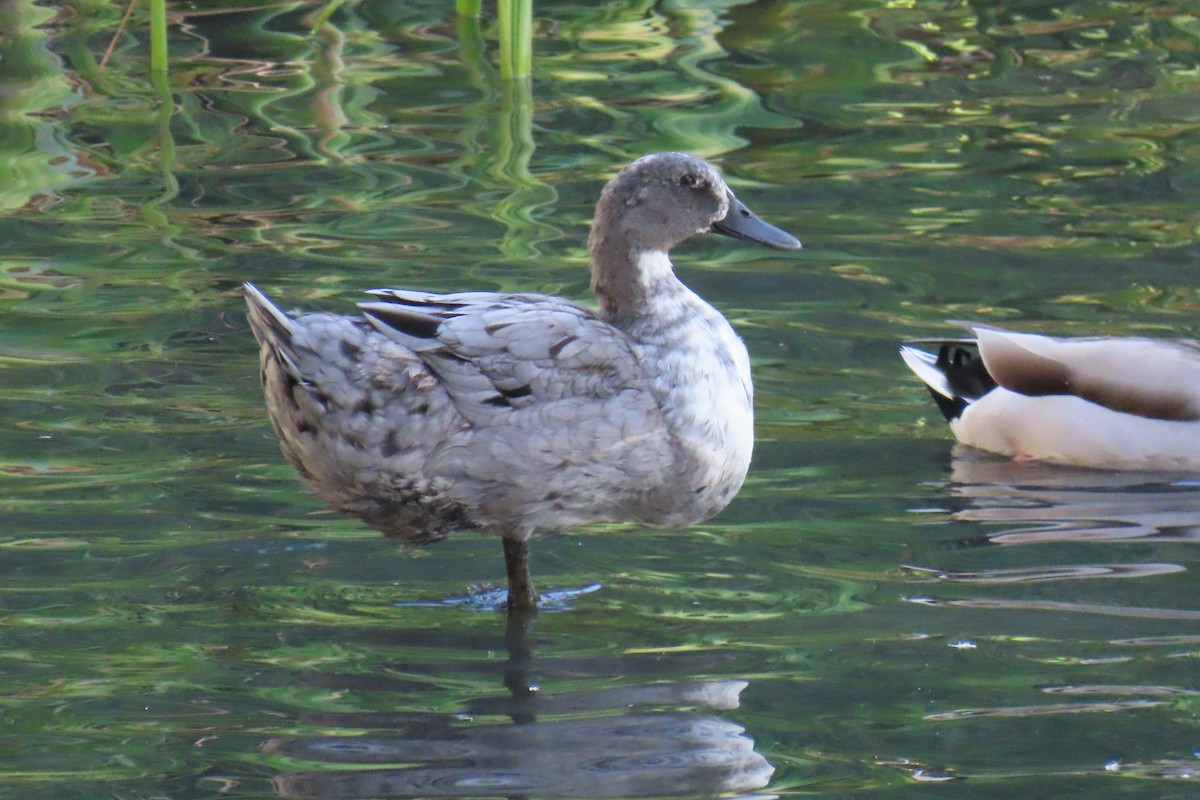 duck sp. - ML643319703