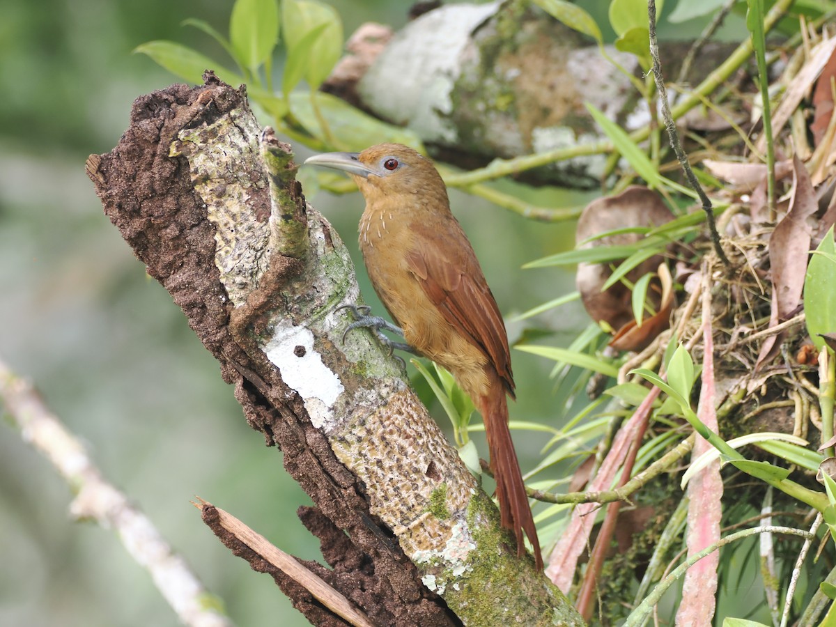 Cinnamon-throated Woodcreeper - ML643319731