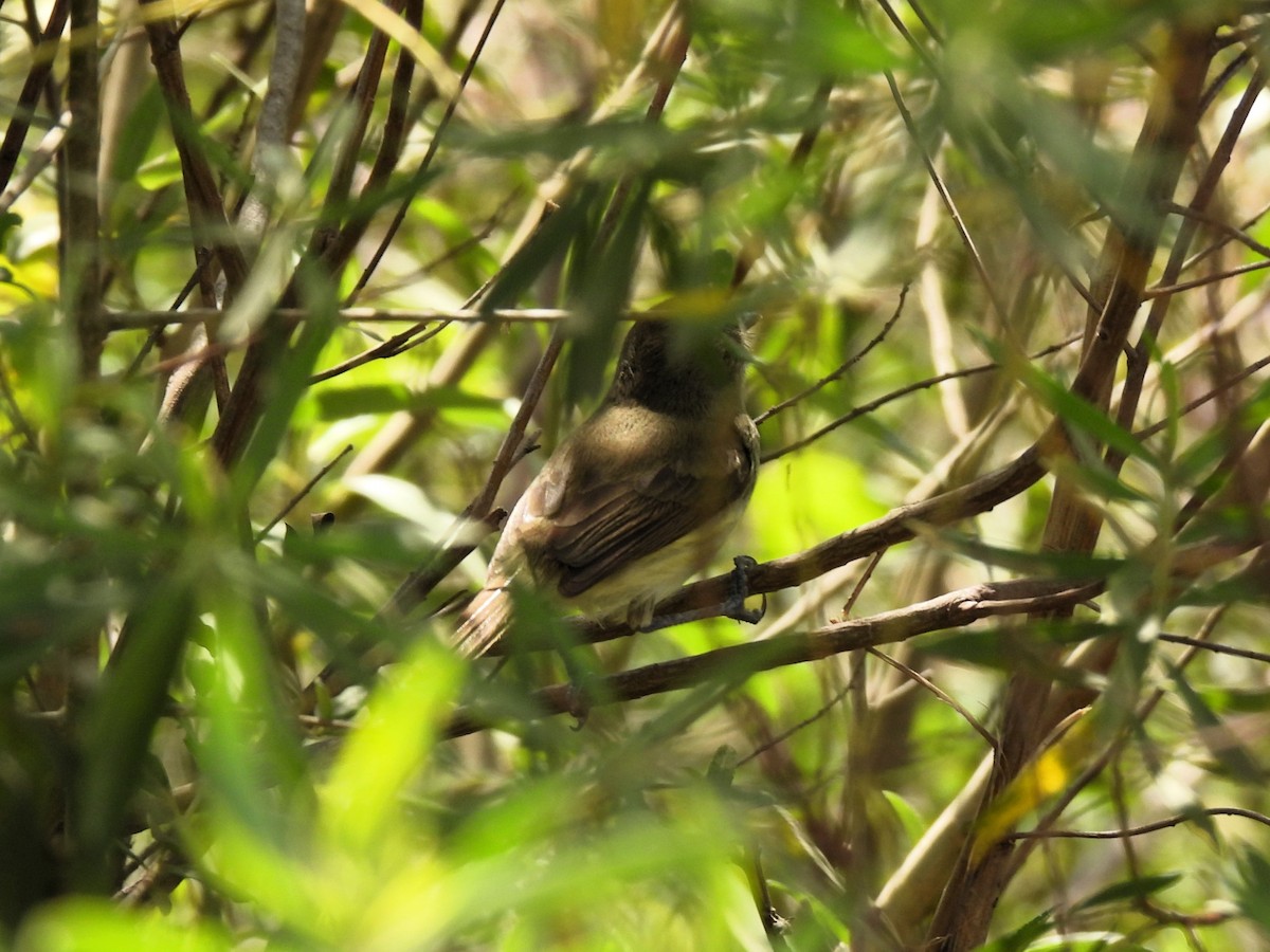 Fulvous-crowned Scrub-Tyrant - ML643319748