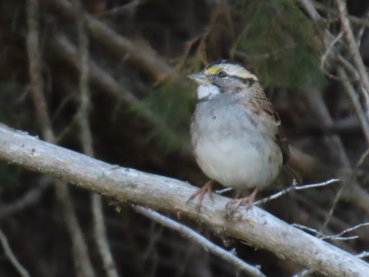 White-throated Sparrow - ML643319750