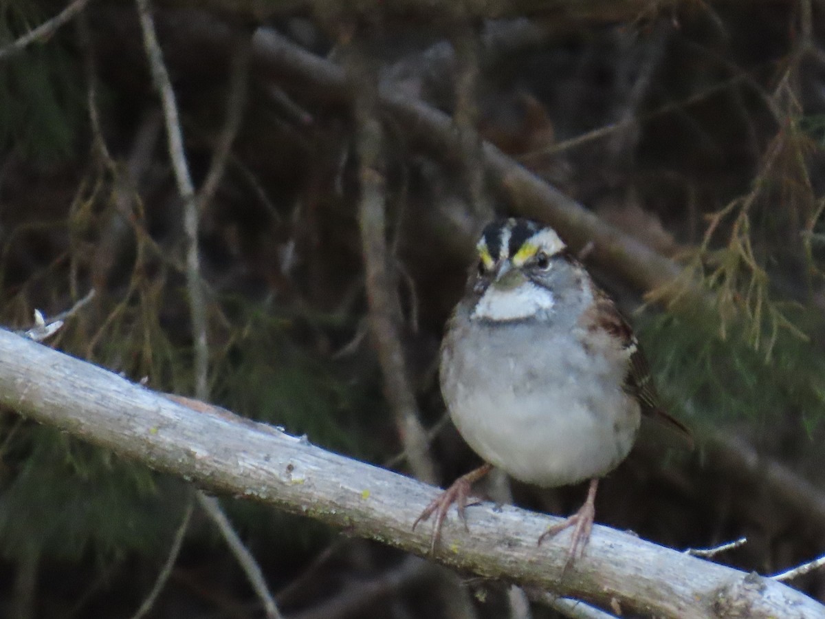 White-throated Sparrow - ML643319751