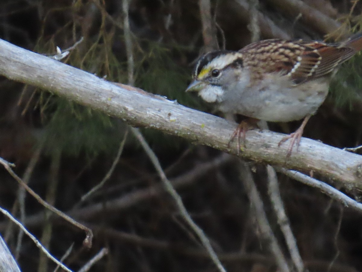 White-throated Sparrow - ML643319752