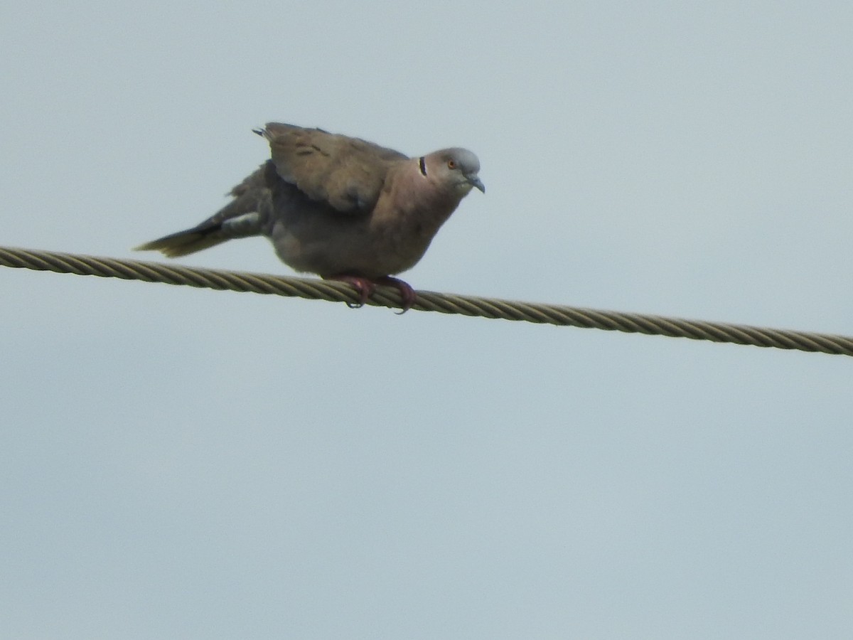 Mourning Collared-Dove - ML643319759