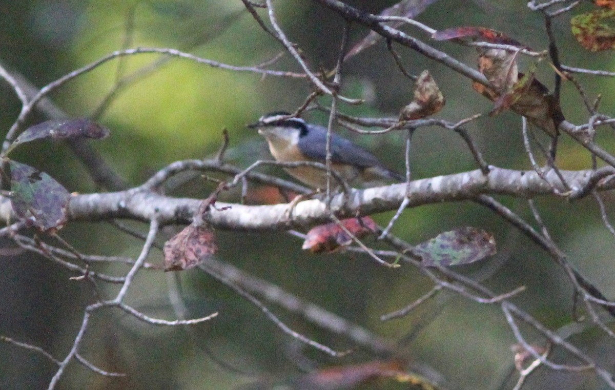 Garrapo kanadarra - ML643319765