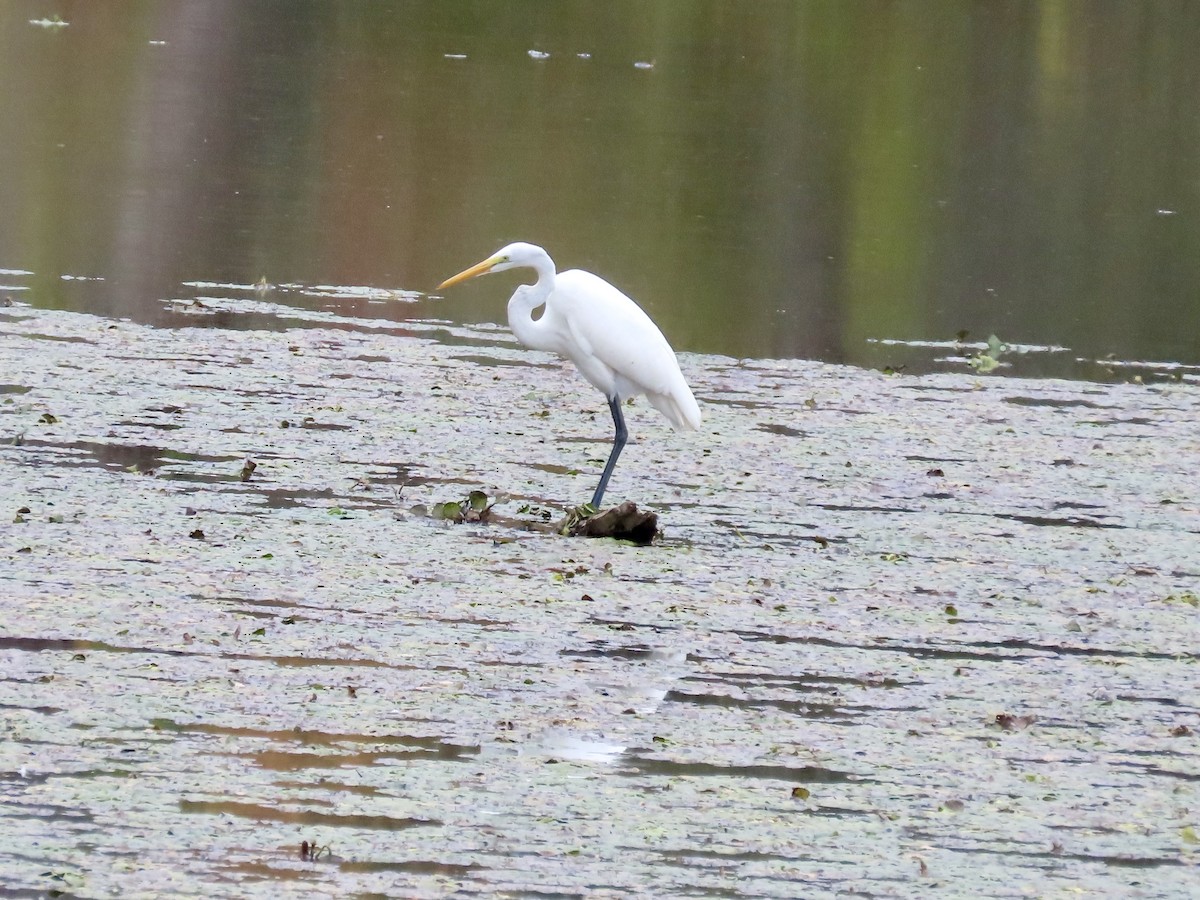 volavka bílá - ML643319766