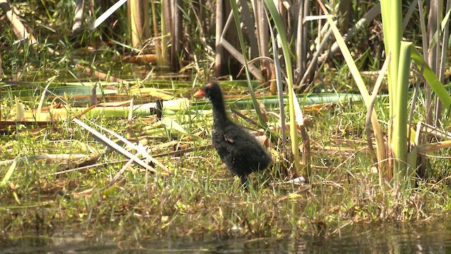 Dusky Moorhen - ML643319767