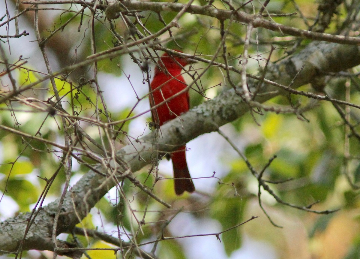 Piranga gorria - ML643319778