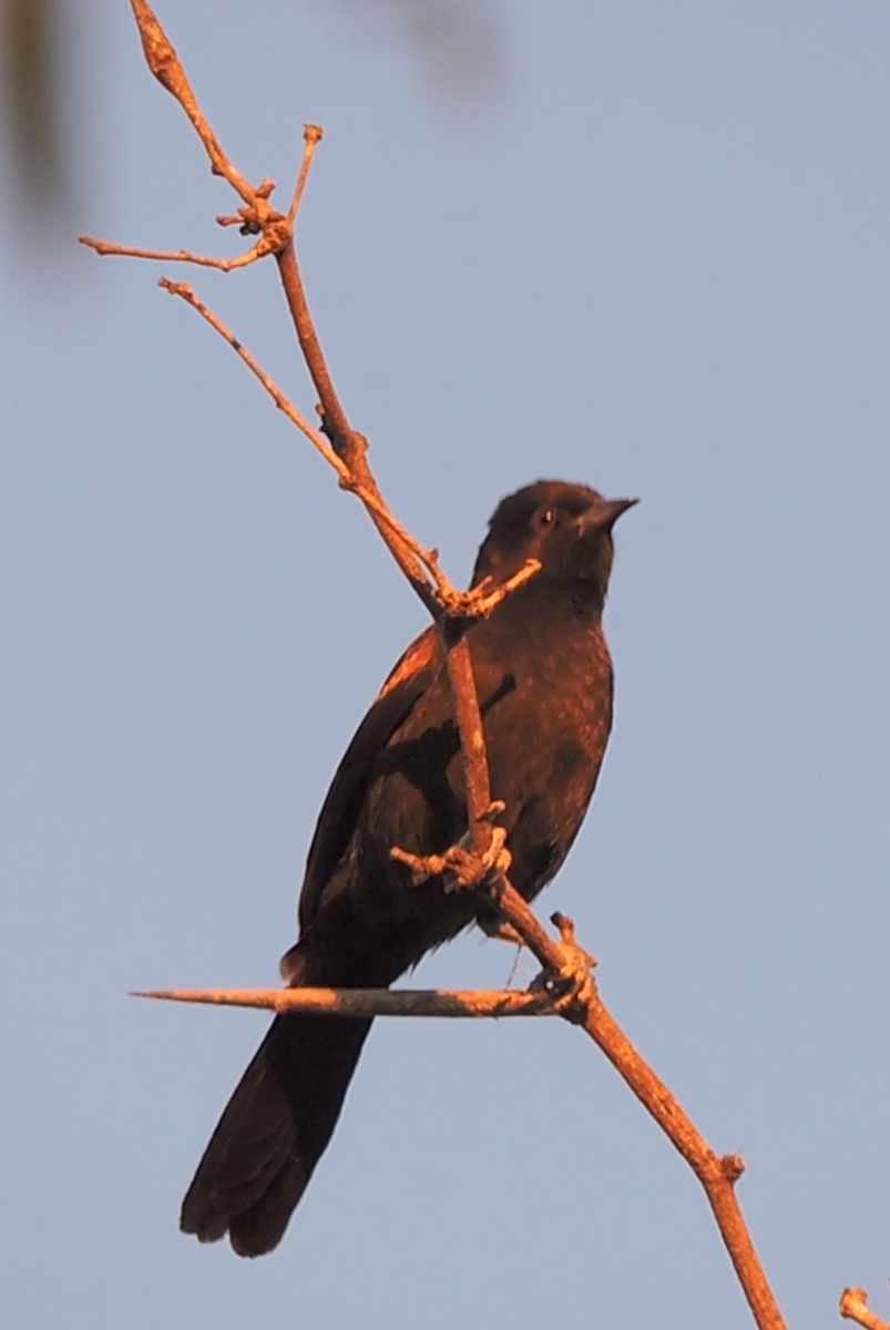 Variable Oriole - ML643319780