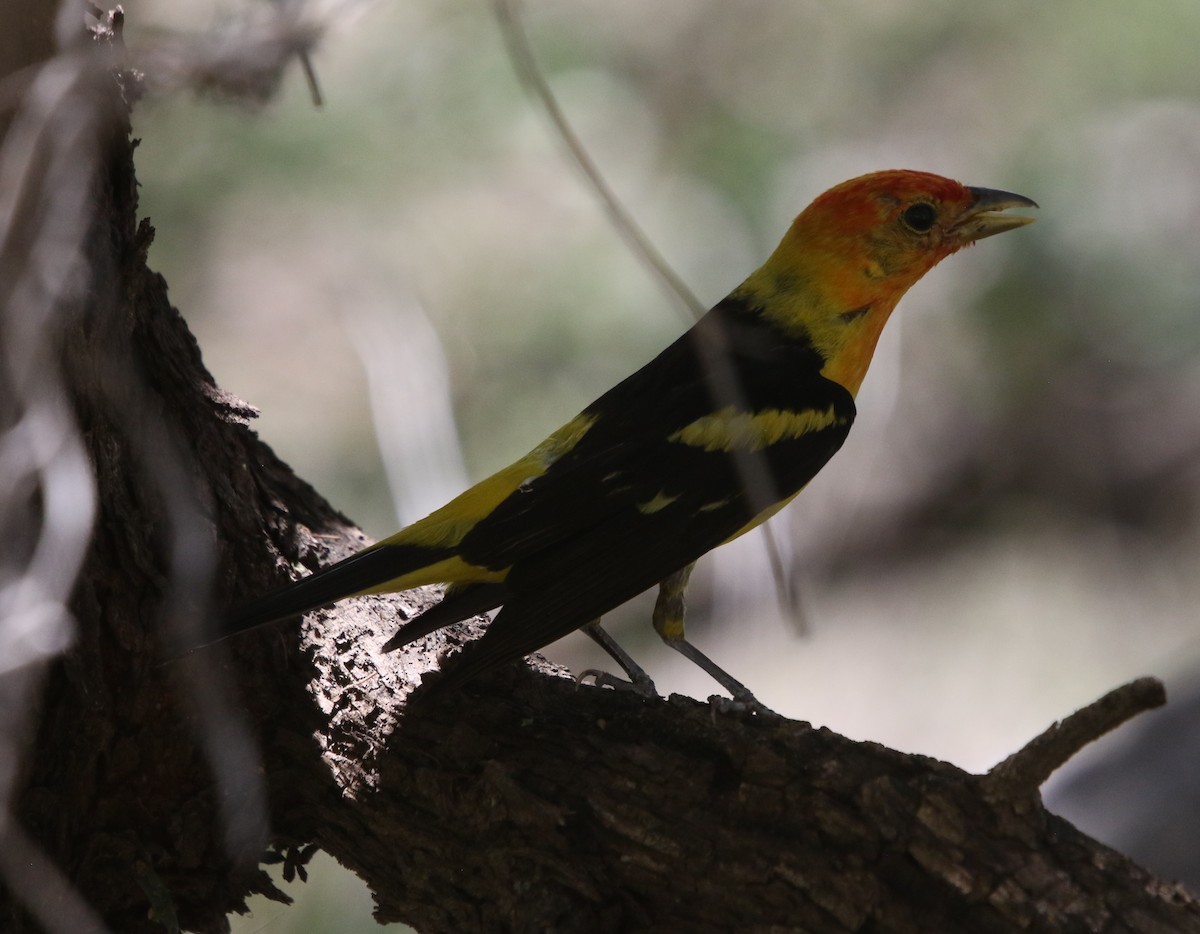 Western Tanager - ML643319784