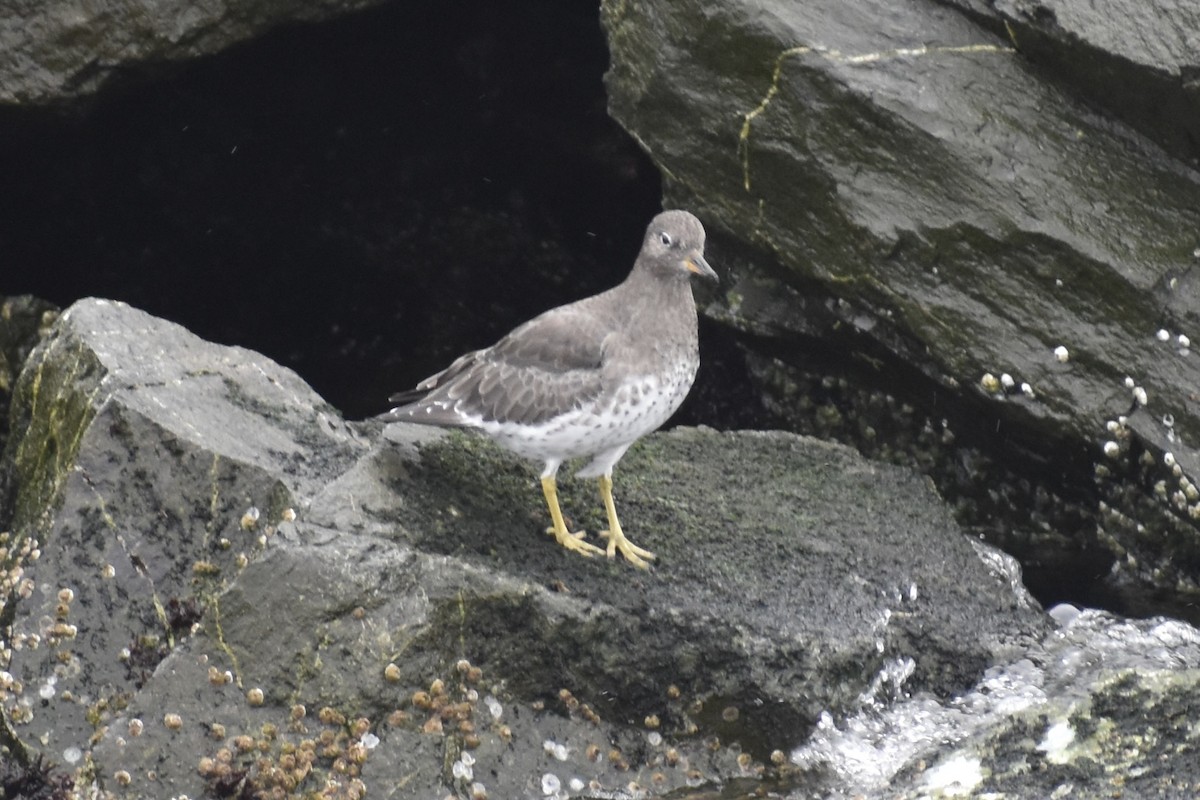 Surfbird - ML643319793