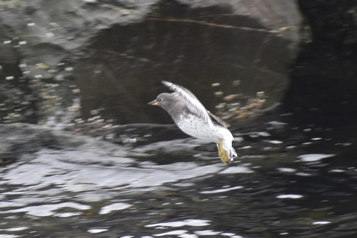 Surfbird - ML643319794