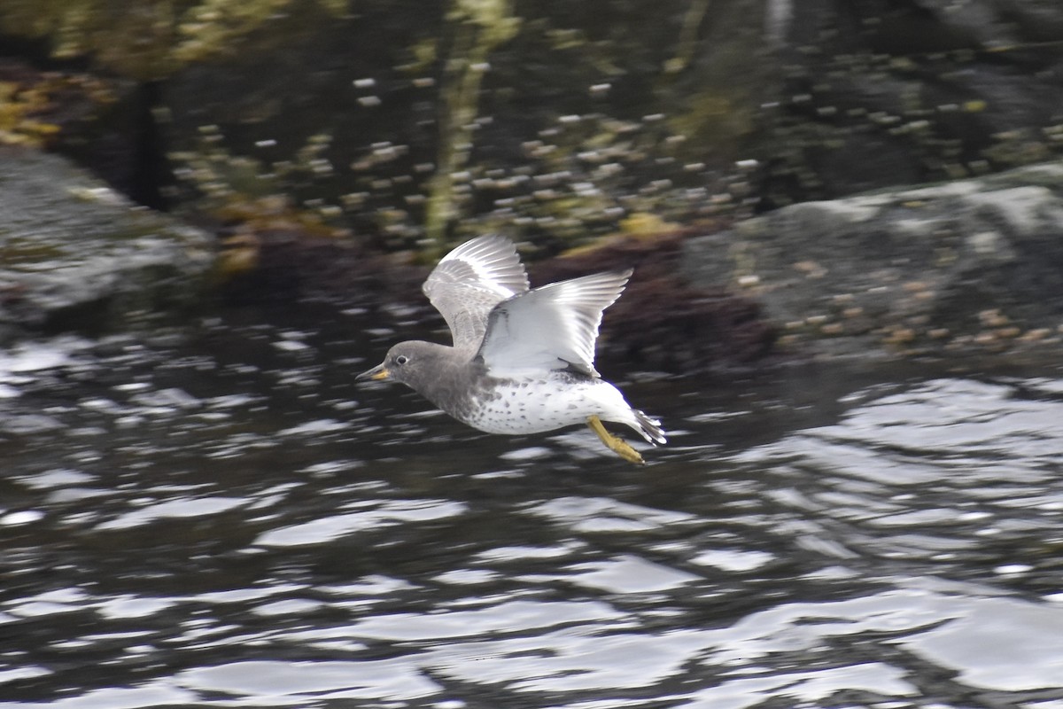 Surfbird - ML643319795