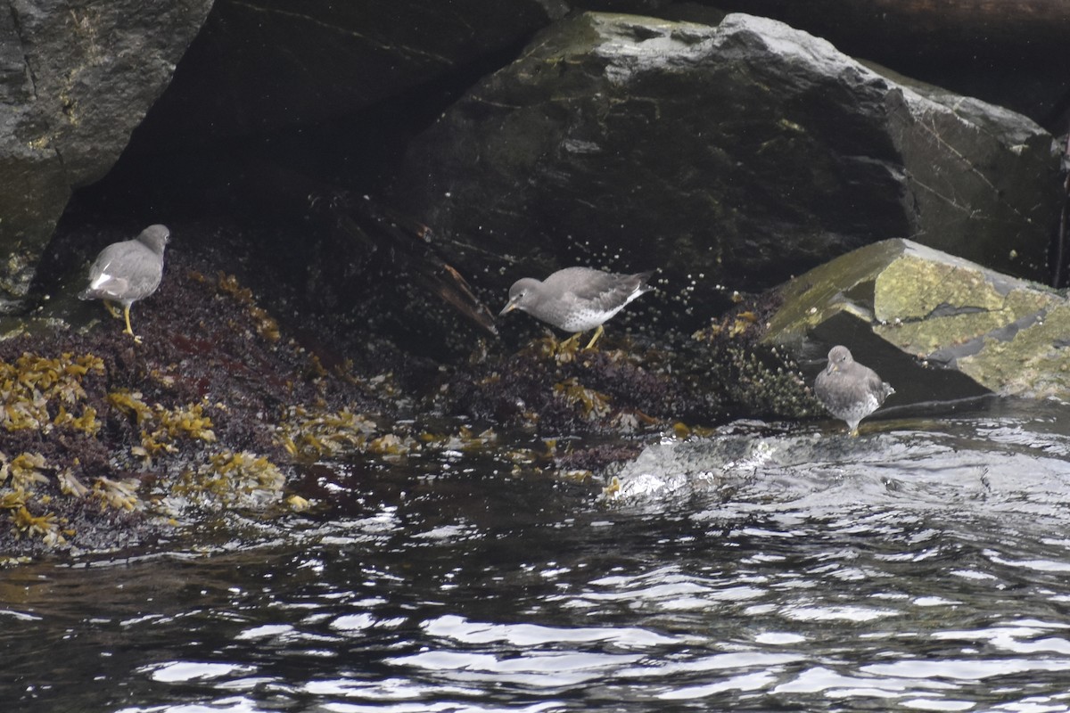 Surfbird - ML643319796