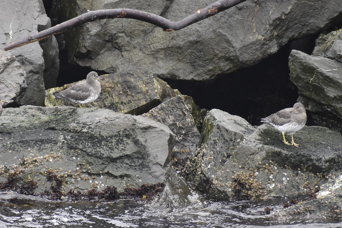 Surfbird - ML643319797