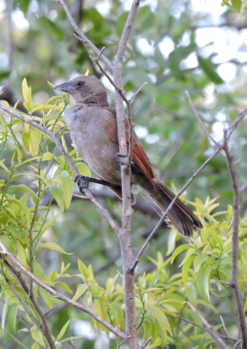 Grayish Baywing - ML643319813