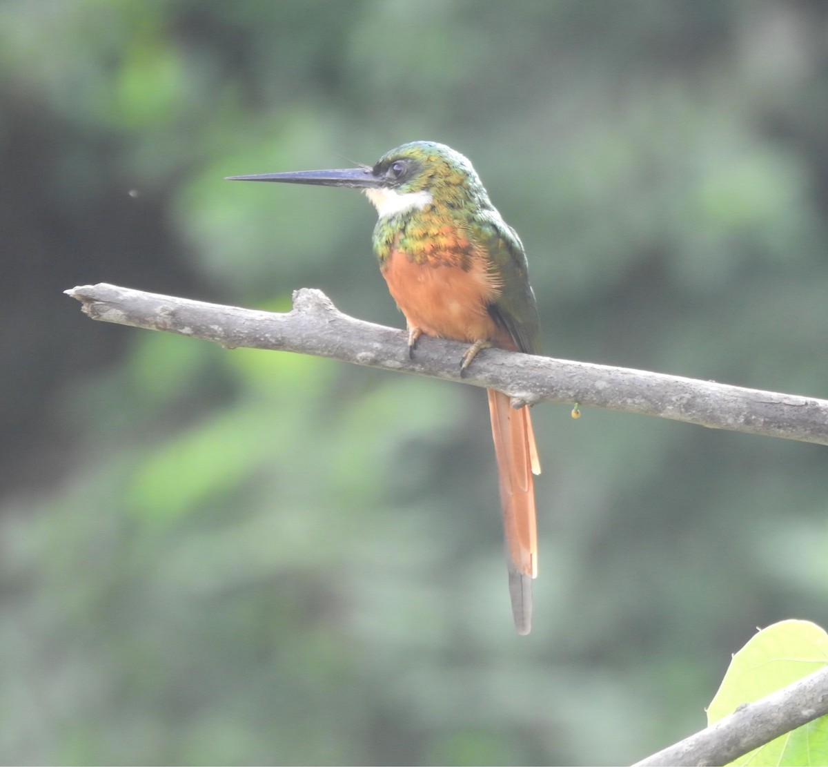 Rufous-tailed Jacamar - ML643319816