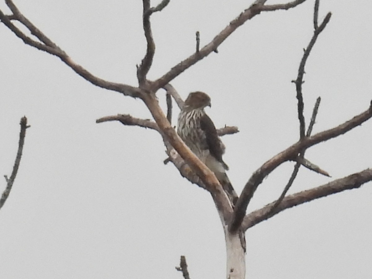 Cooper's Hawk - ML643319819