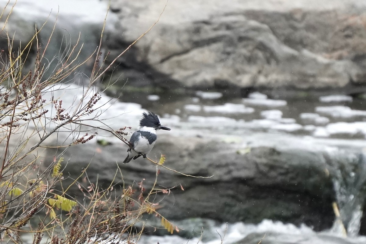 Belted Kingfisher - ML643319838