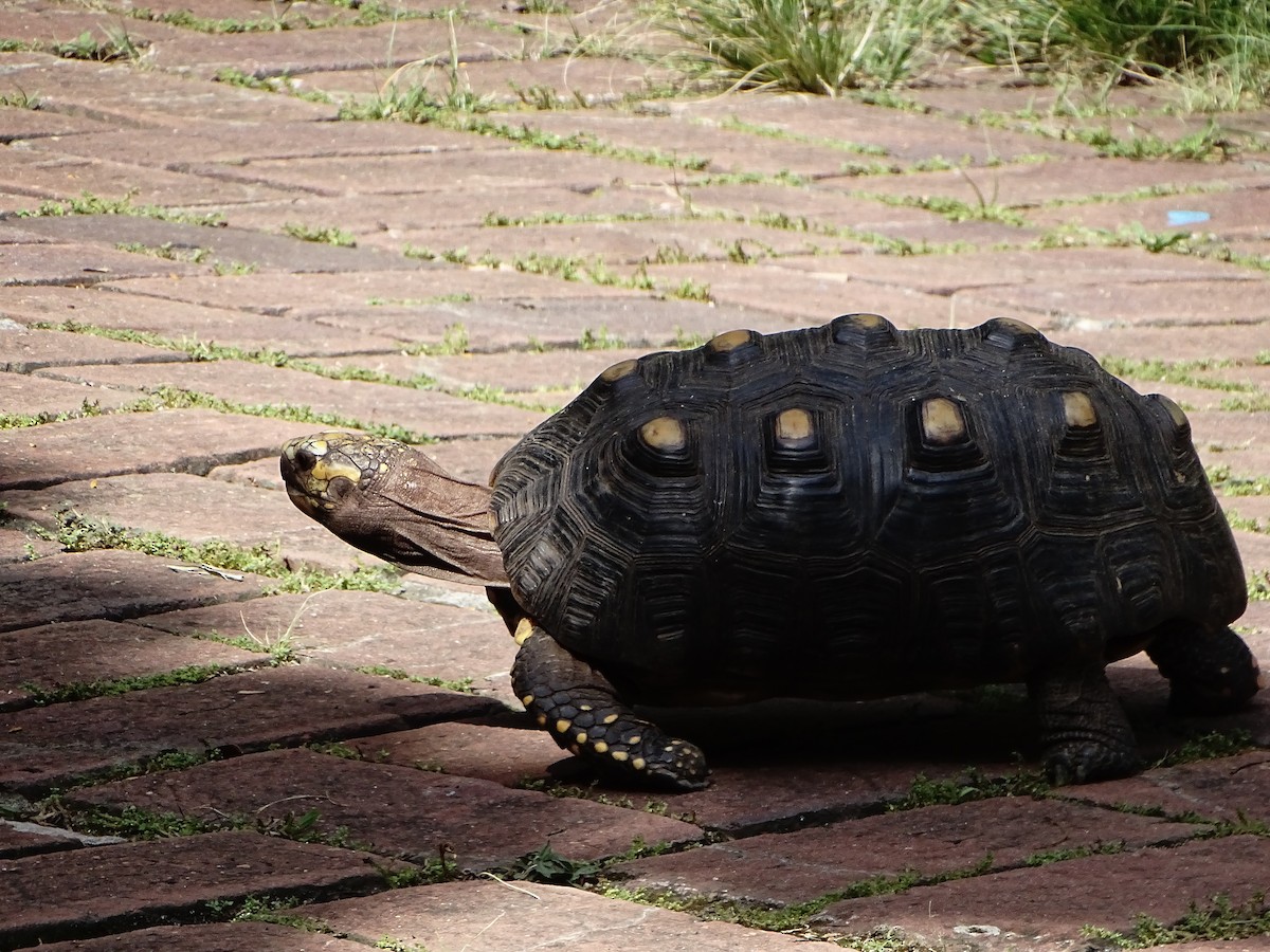 Animals - ML643319846