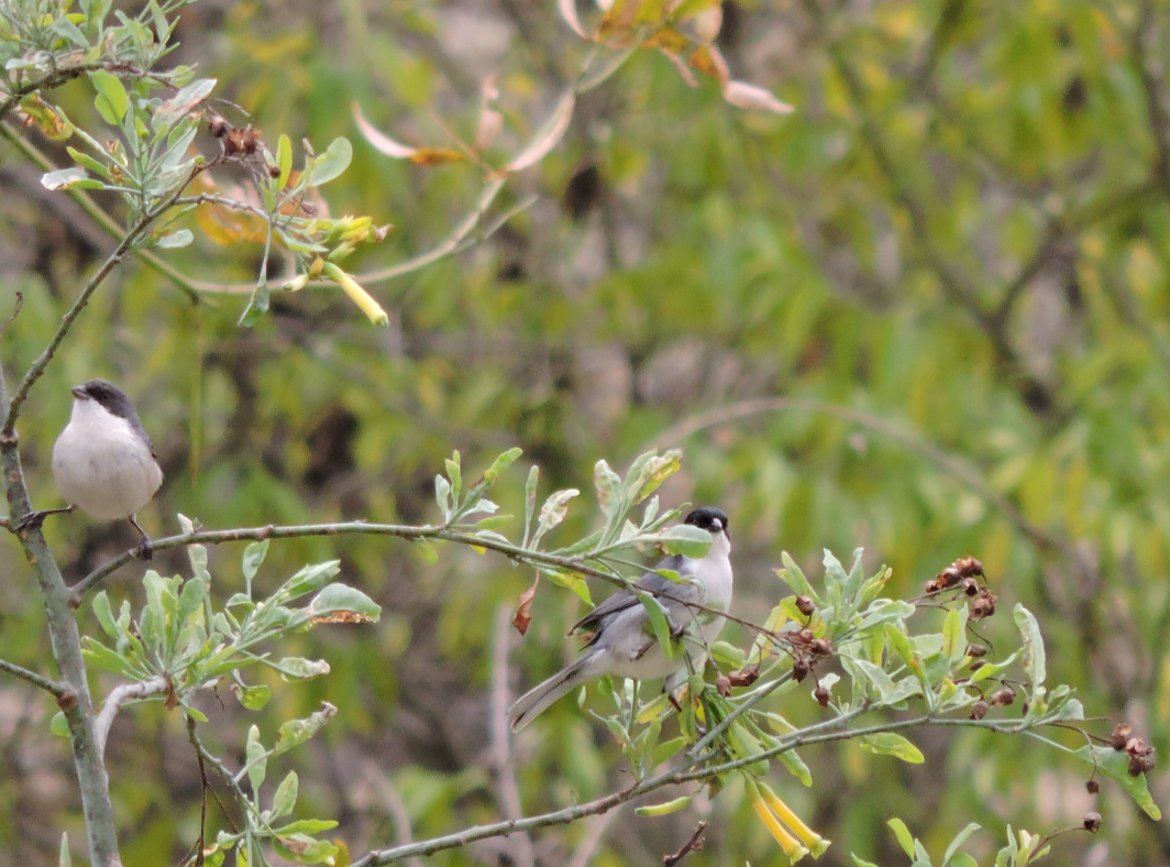 Black-capped Warbling Finch - ML643319849
