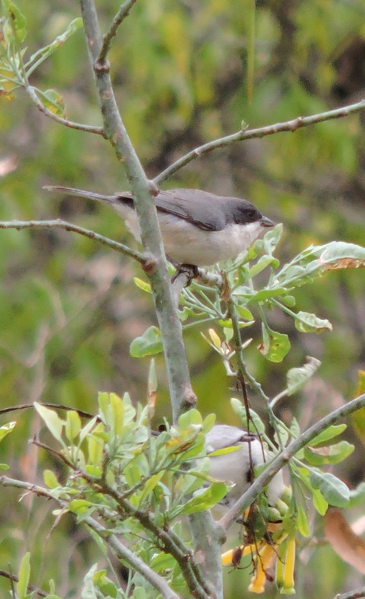 Black-capped Warbling Finch - ML643319850