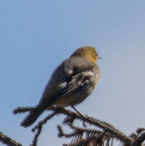 Baltimore Oriole - ML643319856