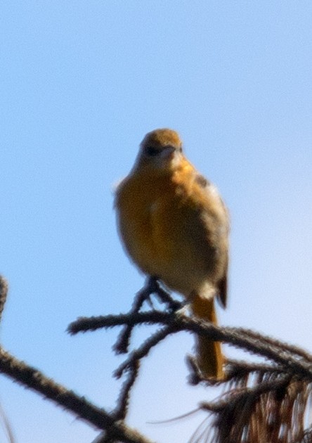 Baltimore Oriole - ML643319857