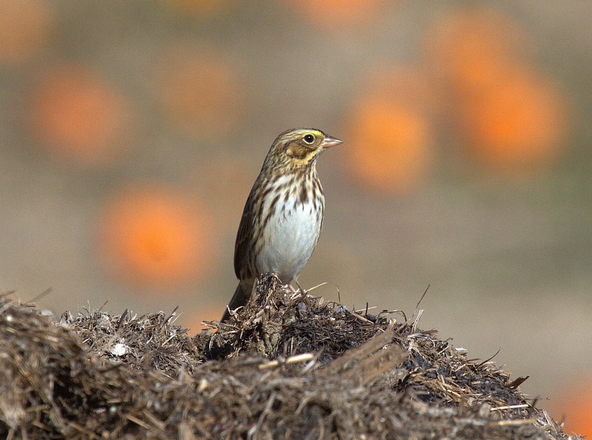 Savannah Sparrow - ML643319865