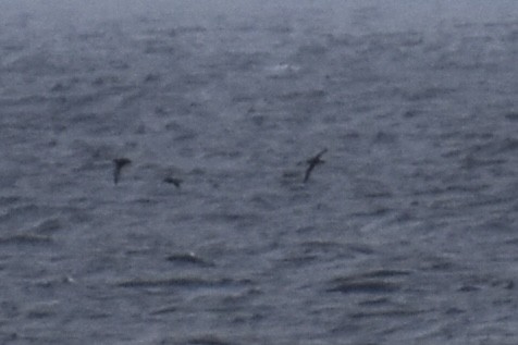 Short-tailed Shearwater - ML643319868