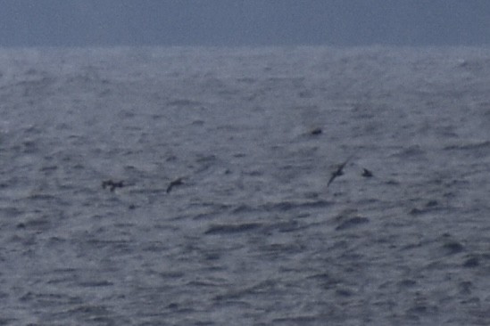 Short-tailed Shearwater - ML643319869