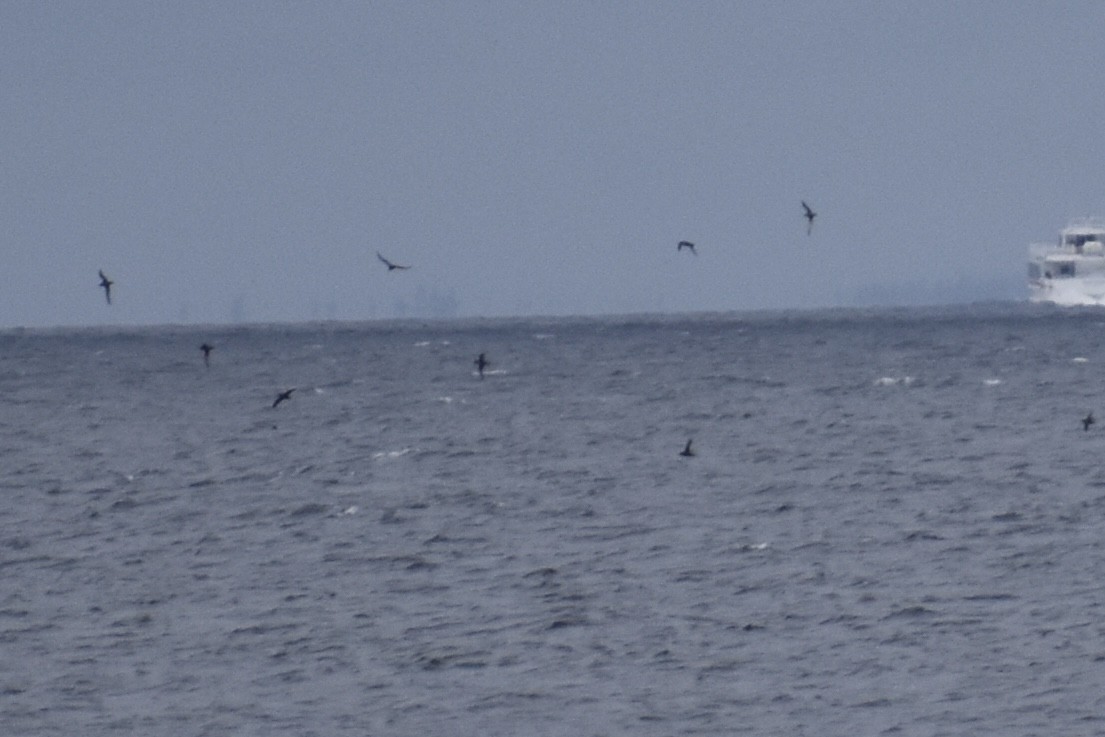 Short-tailed Shearwater - ML643319870