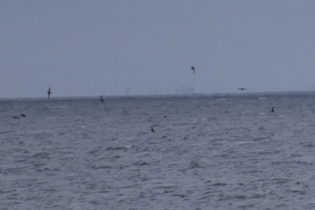 Short-tailed Shearwater - ML643319871