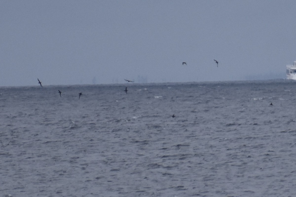 Short-tailed Shearwater - ML643319872