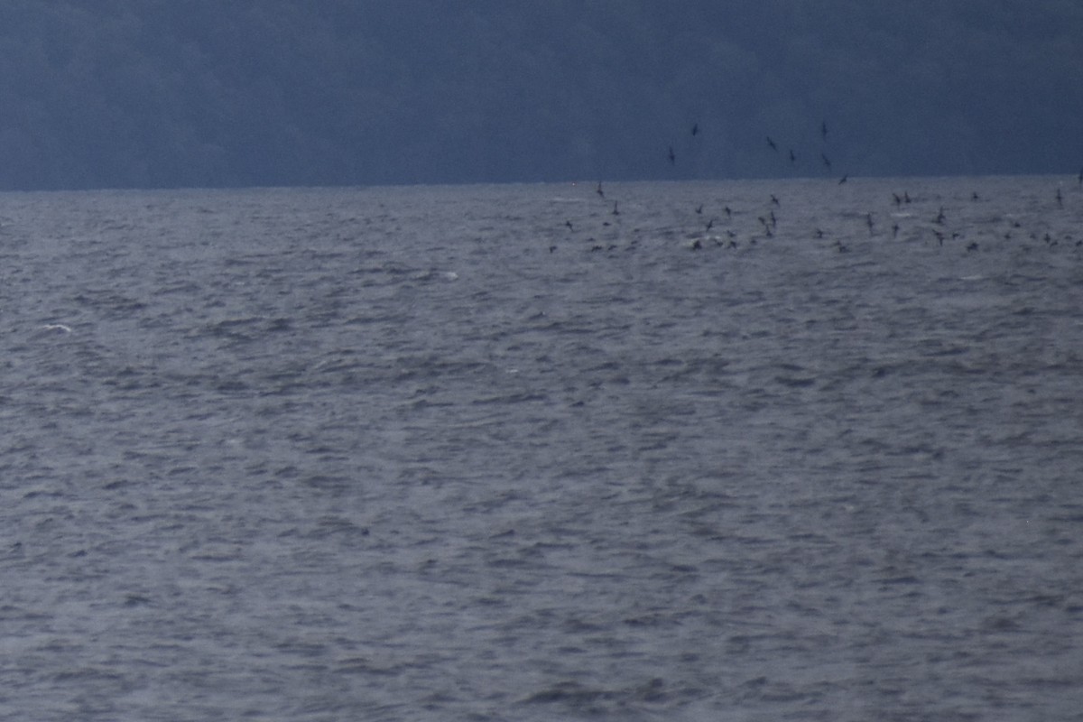 Short-tailed Shearwater - ML643319873