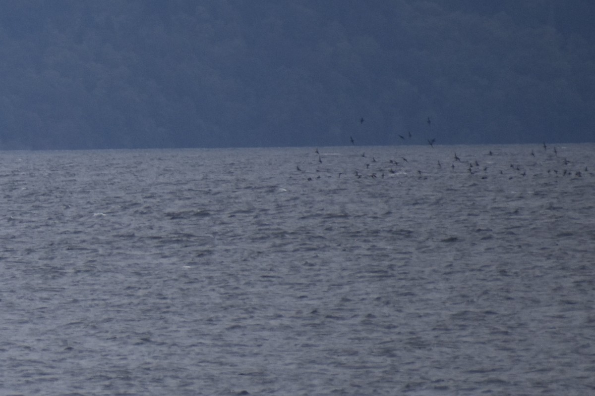 Short-tailed Shearwater - ML643319874
