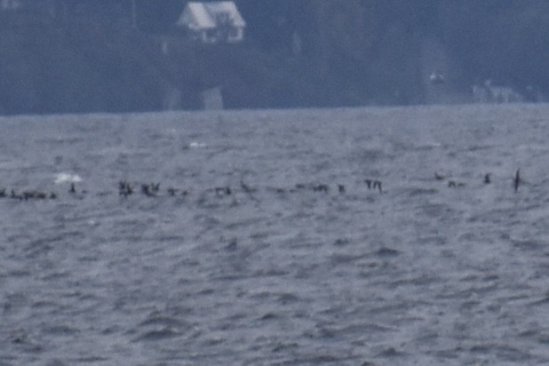 Short-tailed Shearwater - ML643319875