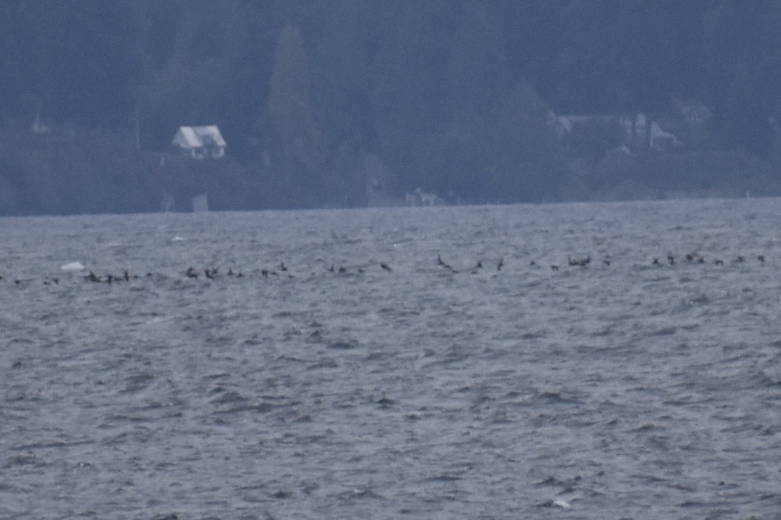 Short-tailed Shearwater - ML643319876