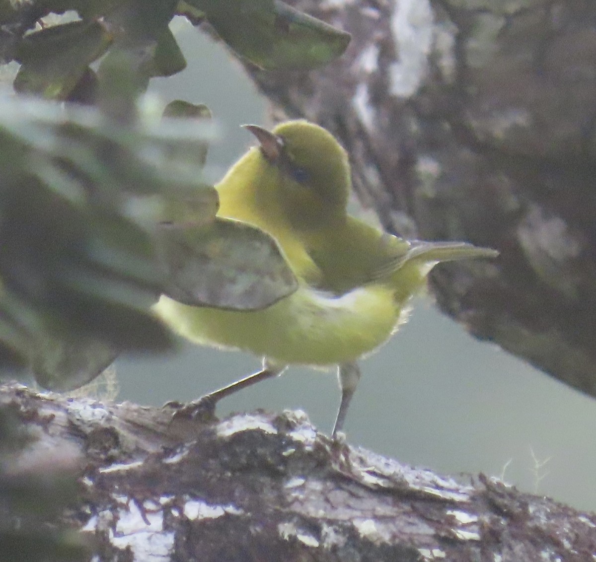 Oahu Amakihi - ML643319880