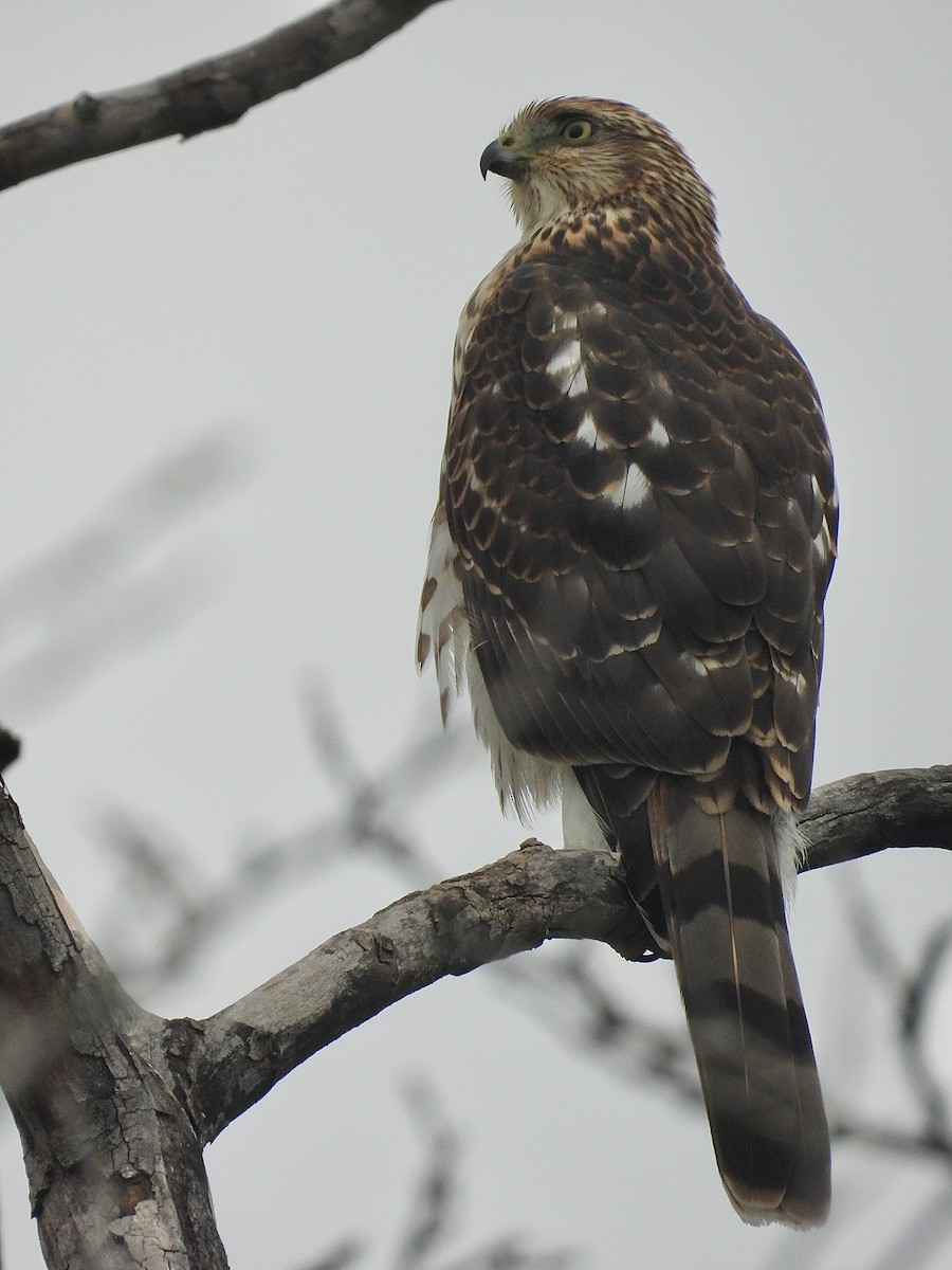 Cooper's Hawk - ML643319885