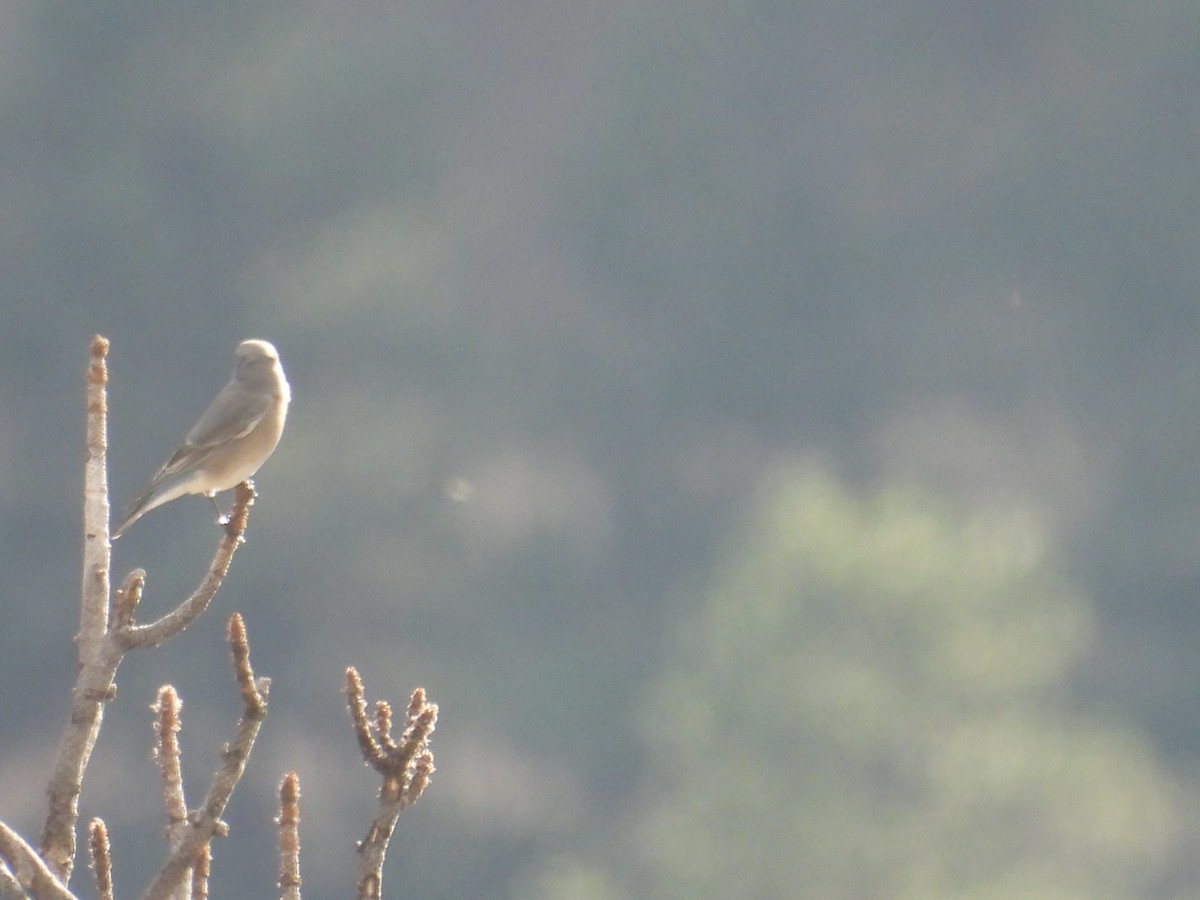 Mountain Bluebird - ML643319887