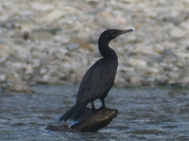 Neotropic Cormorant - ML643319890