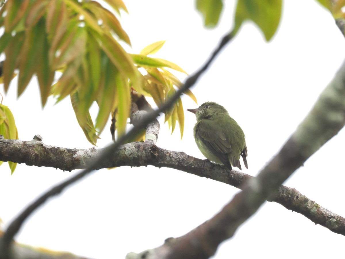 Dwarf Tyrant-Manakin - ML643319891