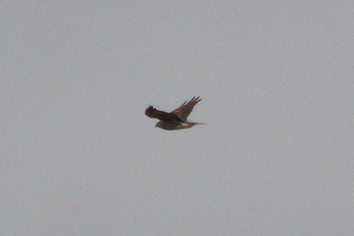 Broad-winged Hawk - ML643319895
