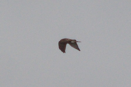 Broad-winged Hawk - ML643319896