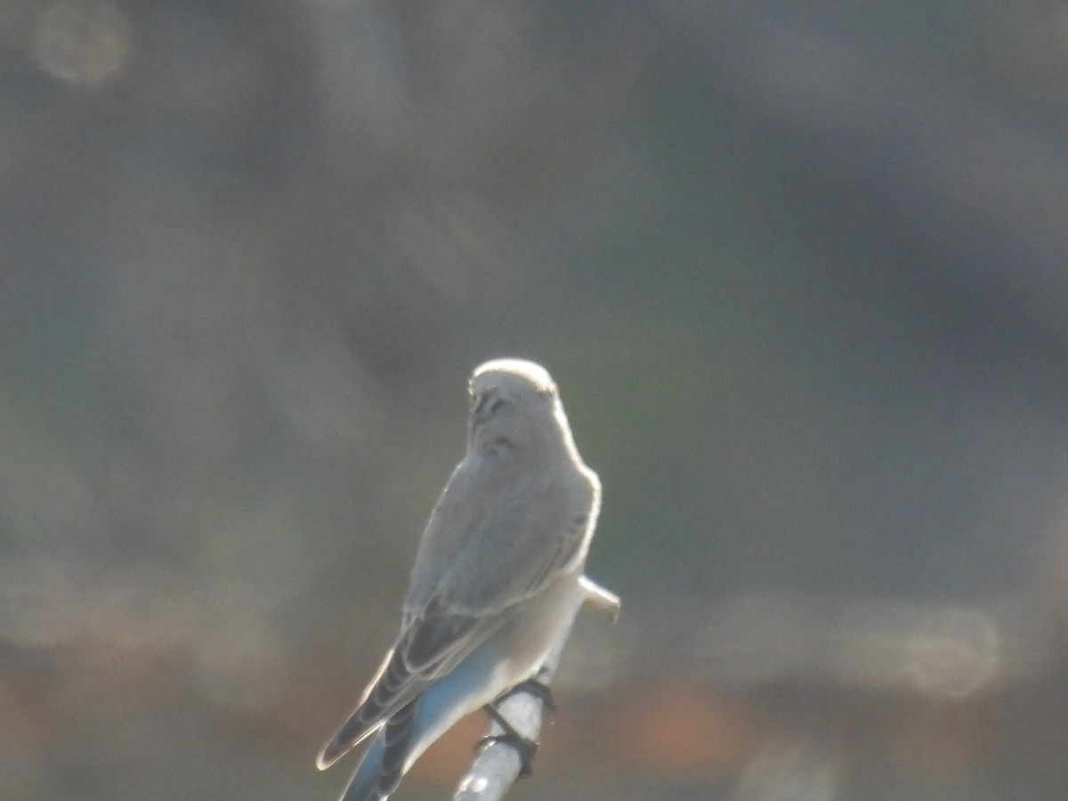 Mountain Bluebird - ML643319897