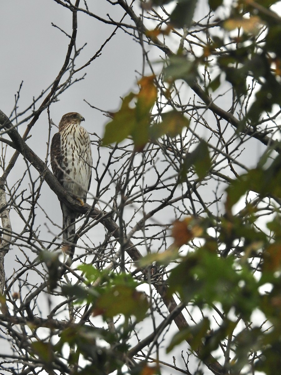 Cooper's Hawk - ML643319908