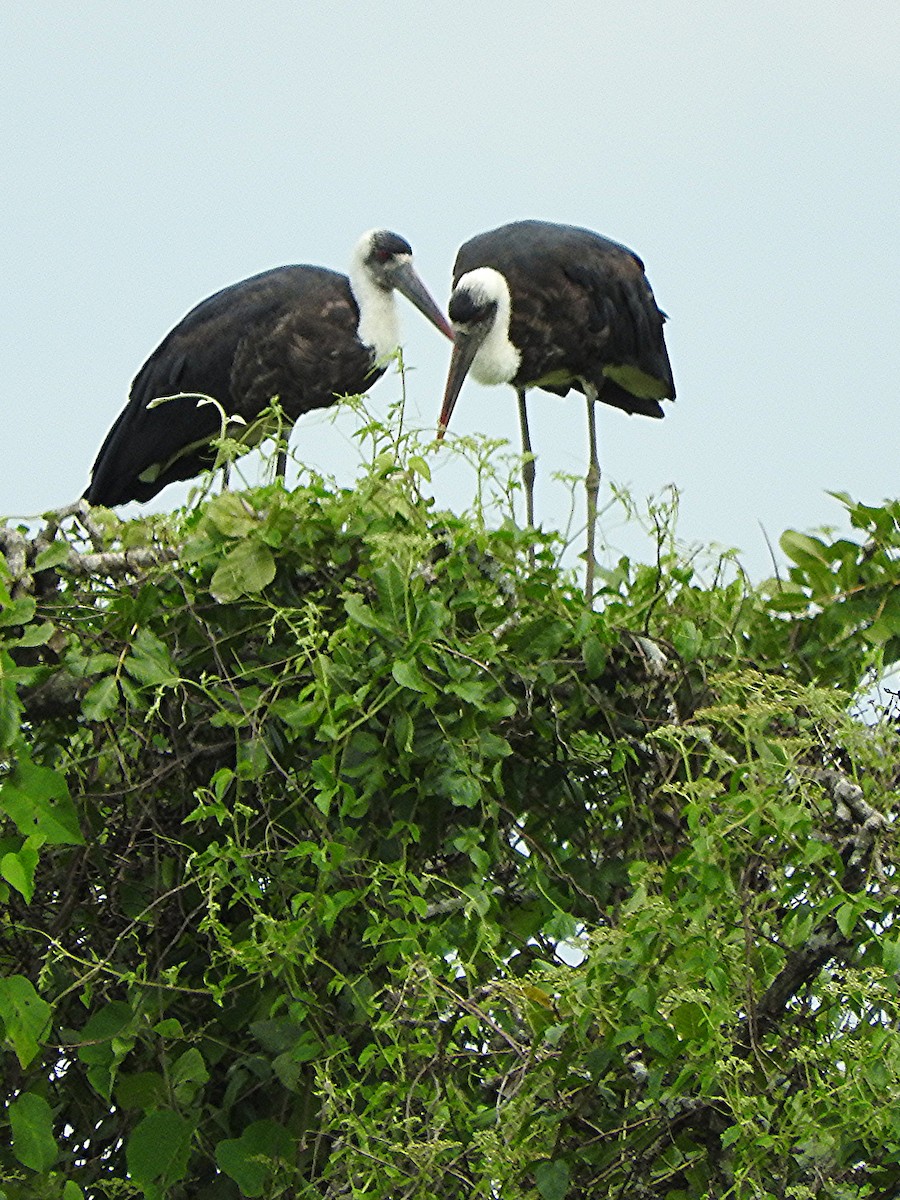 dunhalsstork - ML643319914
