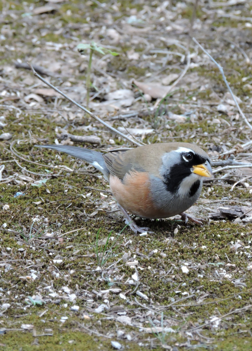 Saltator du Chaco - ML643319919